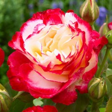 Троянда Дабл Делайт (Роза Double Delight)